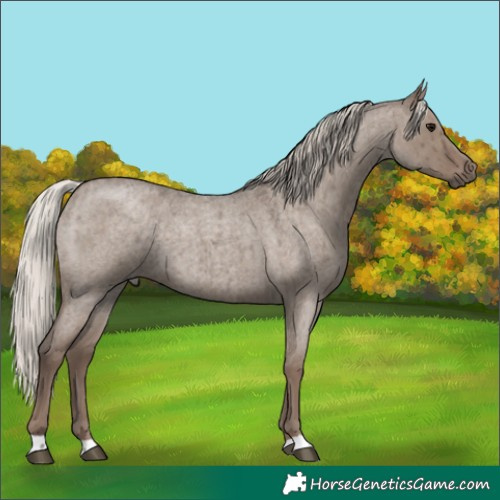 Horse Color:Silver Grullo Roan Brindle 