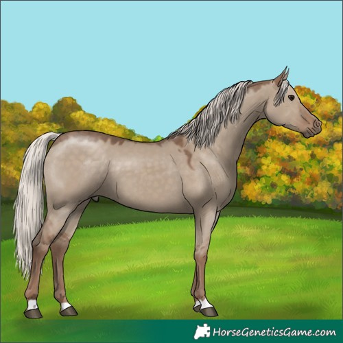 Horse Color:Silver Grullo 