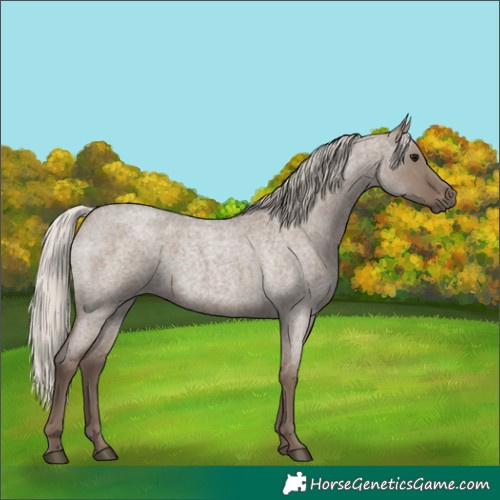 Horse Color:Silver Grullo Roan