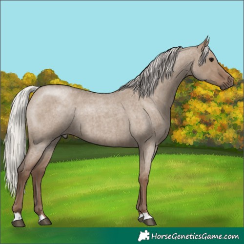 Horse Color:Silver Grullo Roan Brindle 