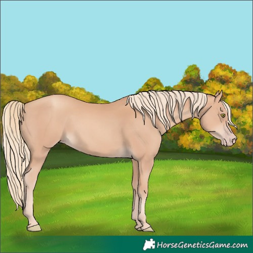 Horse Color:Gold Champagne