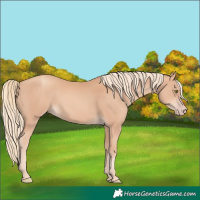 Horse Color:Gold Champagne 