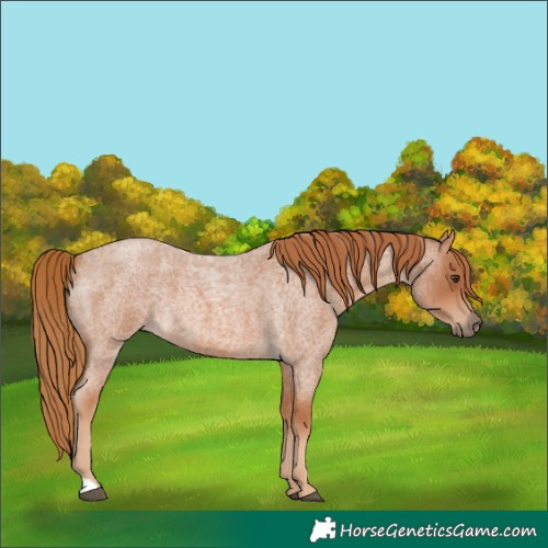 Horse Color:Red Roan 