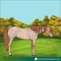 Horse Color:Red Roan