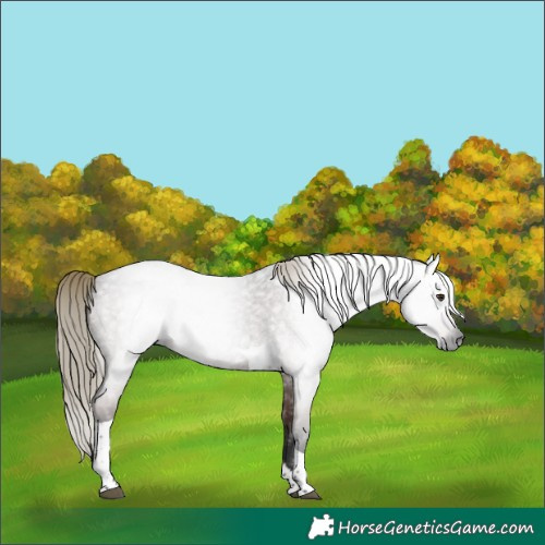 Horse Color:Gray Liver Red Roan Mushroom Tobiano 