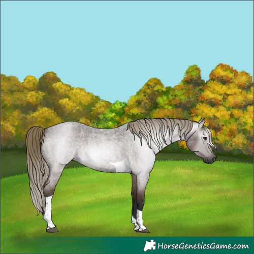 Horse Color:Gray Liver Red Roan Mushroom Tobiano 