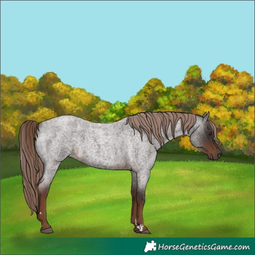 Horse Color:Liver Red Roan 