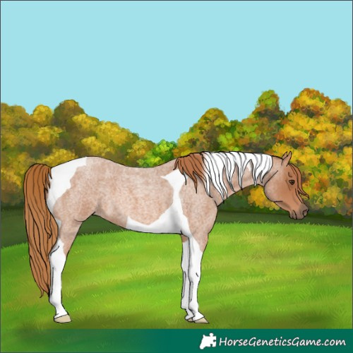 Horse Color:Red Roan Tobiano 
