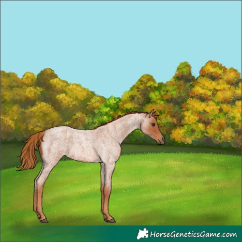 Horse Color:Red Roan 