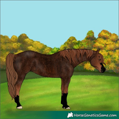 Horse Color:Void Red Roan 