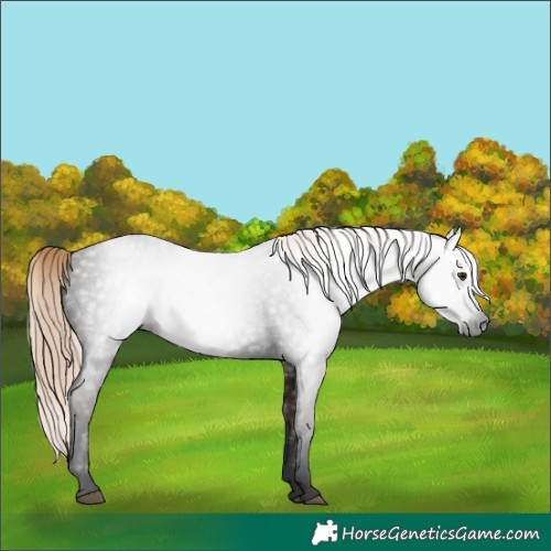 Horse Color:Gray Void Liver Red Roan 