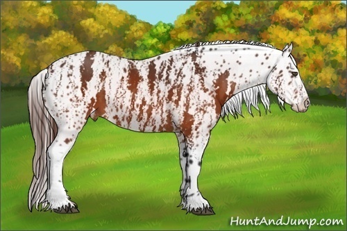 Horse Color:Brown Near Leopard Brindle