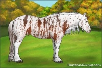 Horse Color:Brown Near Leopard Brindle