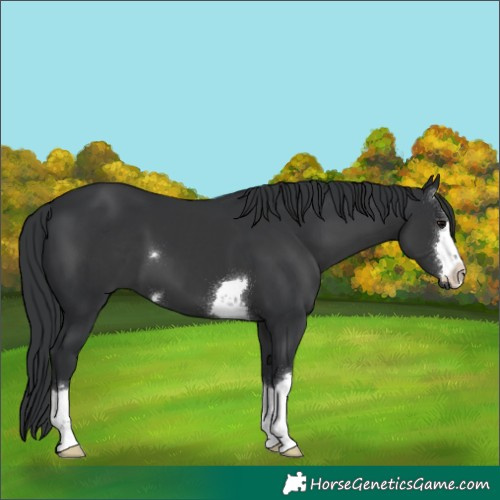 Horse Color:Black 