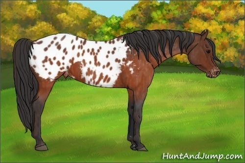 Horse Color:Brown Roan Appaloosa  Brindle