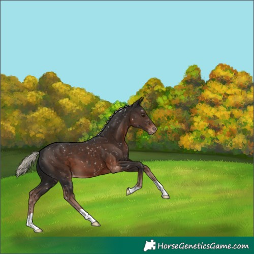 Horse Color:Liver Chestnut Mushroom Snowflake Varnish