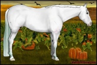 Horse Color:Watercolor Brown Appaloosa  Brindle