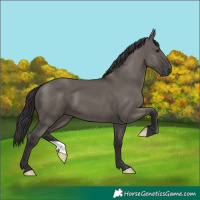 Horse Color:Smoky Grullo