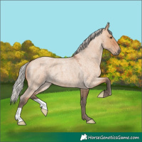 Horse Color:Silver Bay Roan Dun 
