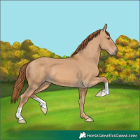 Horse Color:Red Dun