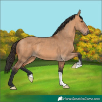 Horse Color:Bay Dun 