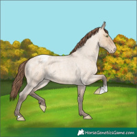 Horse Color:Amber Champagne Roan Dun Appaloosa 