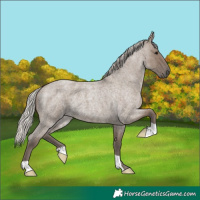 Horse Color:Silver Grullo Roan 