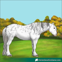 Horse Color:Smoky Blue Roan Splash Appaloosa