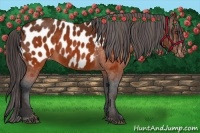 Horse Color:Brown Appaloosa Brindle