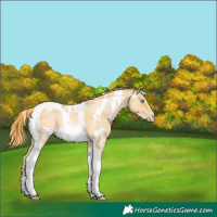 Horse Color:White Spotted Buckskin Pearl Tobiano 