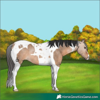 Horse Color:Brown Dun Tobiano Rabicano