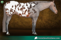 Horse Color:Brown Appaloosa Brindle