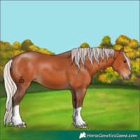 Horse Color:Silver Bay 