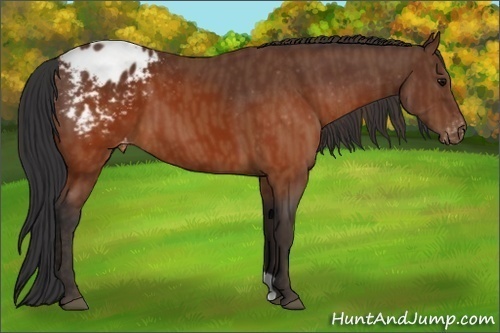 Horse Color:Brown Appaloosa  Brindle