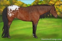 Horse Color:Brown Appaloosa Brindle