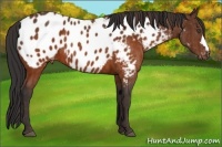 Horse Color:Brown Frame Appaloosa  Brindle