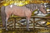 Horse Color:Brown Appaloosa  Brindle