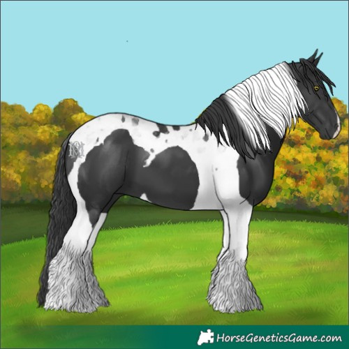 Horse Color:Black Tobiano 