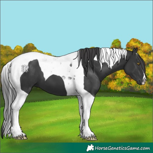 Horse Color:Black Tobiano