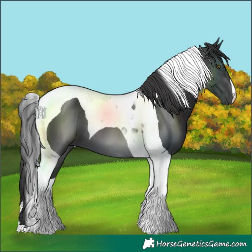 Horse Color:Black Tobiano