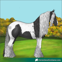 Horse Color:Black Tobiano 