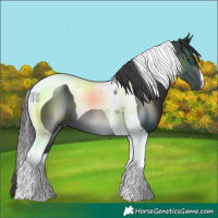 Horse Color:Black Tobiano 