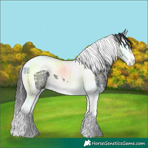 Horse Color:Black Ice Sabino Splash Tobiano