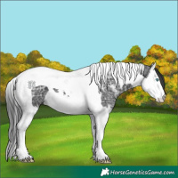 Horse Color:Black Ice Sabino Splash Tobiano 