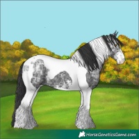 Horse Color:Black Ice Sabino Tobiano 