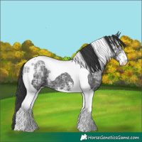 Horse Color:Black Ice Sabino Tobiano 