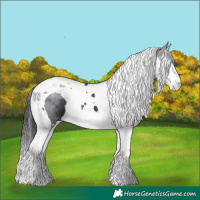 Horse Color:Black Splash Tobiano