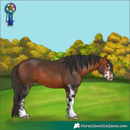 Horse Color:Bay Sabino 