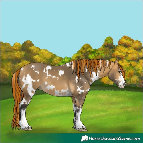Horse Color:Painted White Spotted Buckskin Sabino 