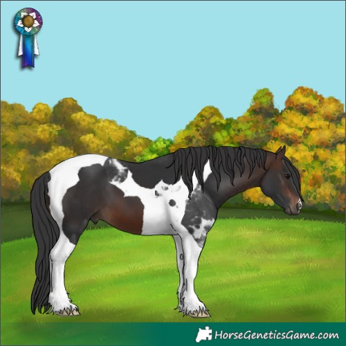Horse Color:Brown Tobiano 